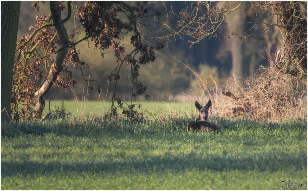 Ein schwarzes Reh liegt vor Bäumen auf einer Wiese in der Morgensonne und schaut Richtung Kamera.