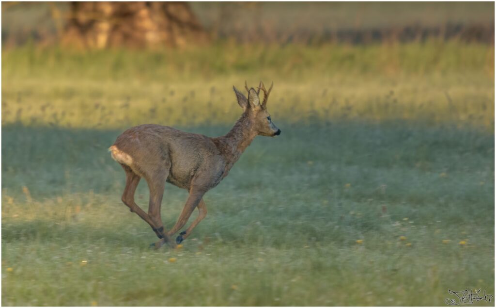 Ein Rehbock rennt über eine Wiese in der Morgensonne.