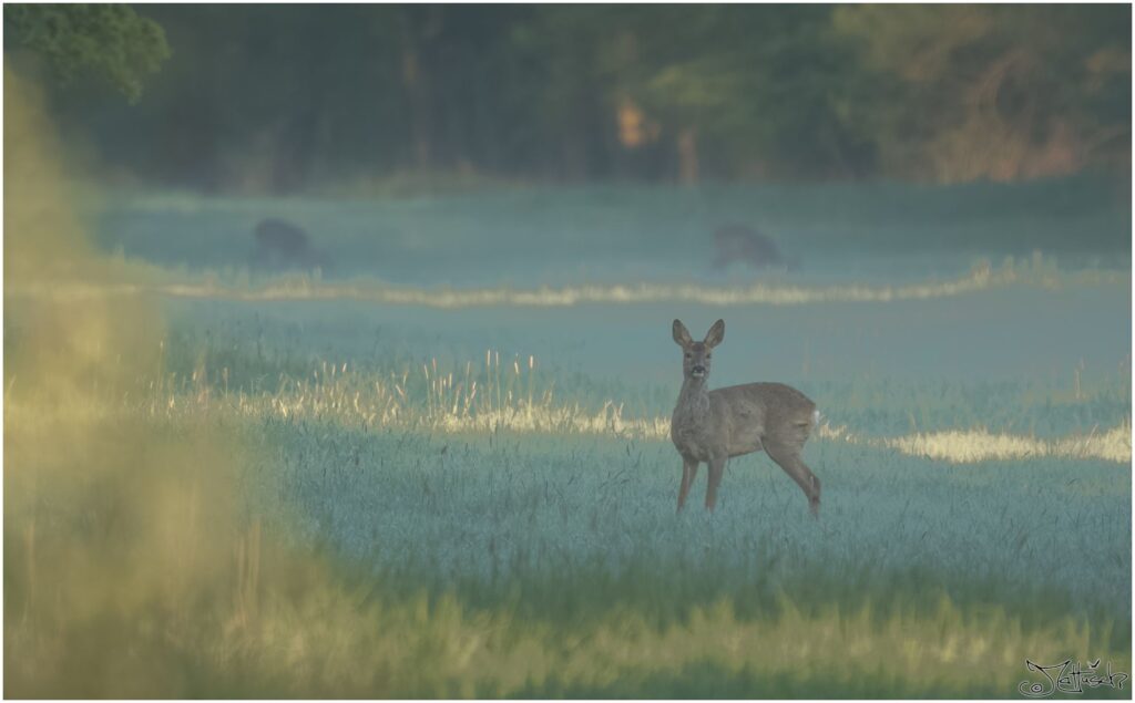 Ein Reh steht auf einer mit Raureif bedeckten Wiese am Morgen und schaut Richtung Kamera.