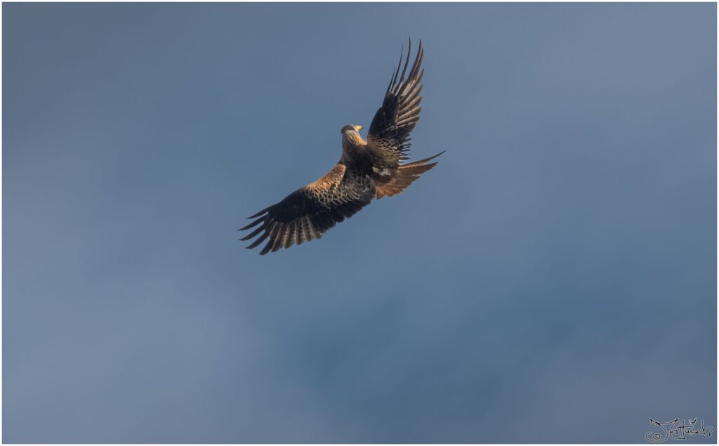 Roter Milan. Ein großer braungescheckter Raubvogel mit weißem Kopf fliegt mit dem Rücken nach unten.