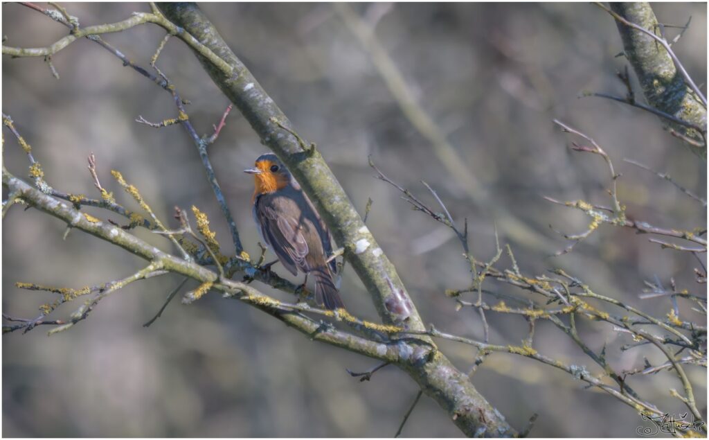 Rotkehlchen. Ein kleiner grauer Vogel mit roter Brust sitzt auf einem Baum und späht hinter einem Ast hervor.