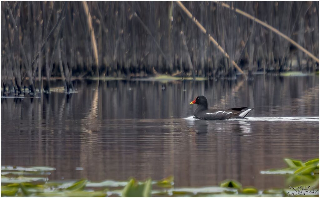 Teichralle. Mittelgroßer schwarzer Wasservogel mit buntem Schnabel schwimmt über einen Teich.