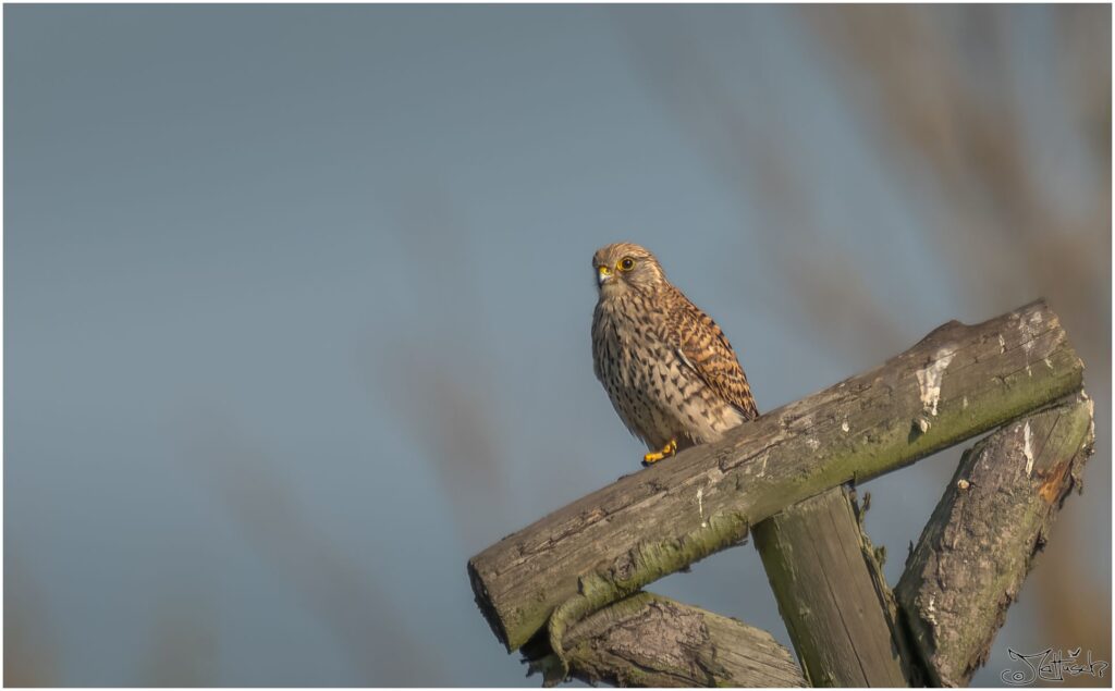 Turmfalkin. Ein mittelgroßer braungescheckter Raubvogel sitzt auf einem Raubvogelpfosten.