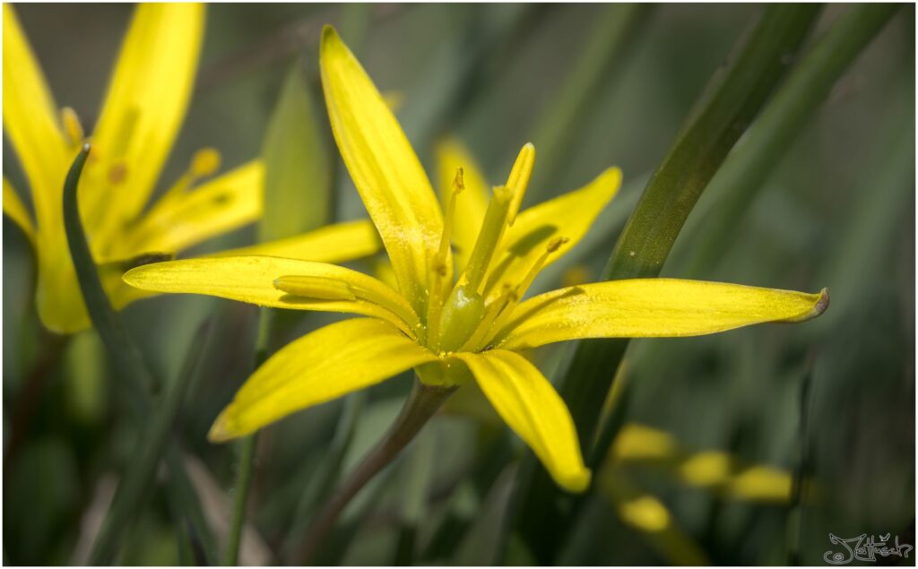 Wiesen-Gelbstern. Kleine gelbe sternförmige Blüte auf Wiese im Sonnenlicht. Makroaufnahme.