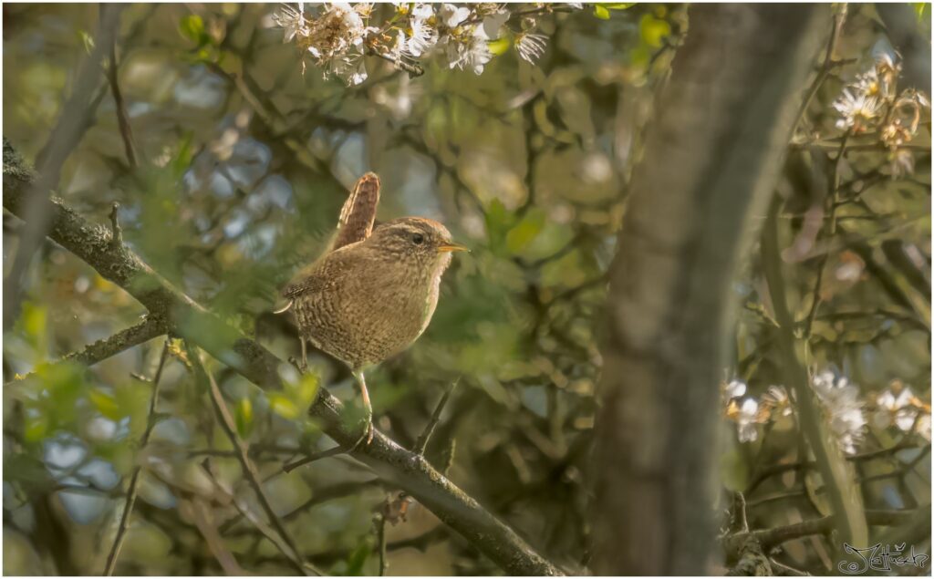 Zaunkönig. Ein sehr kleiner braungescheckter Vogel sitzt in einem Busch.
