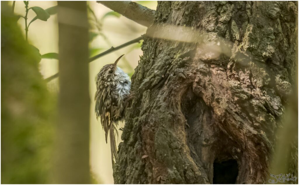 Baumläufer: kleiner schwarz-braun gescheckter Vogel sitzt nach einem Bad an einem Baumstamm.