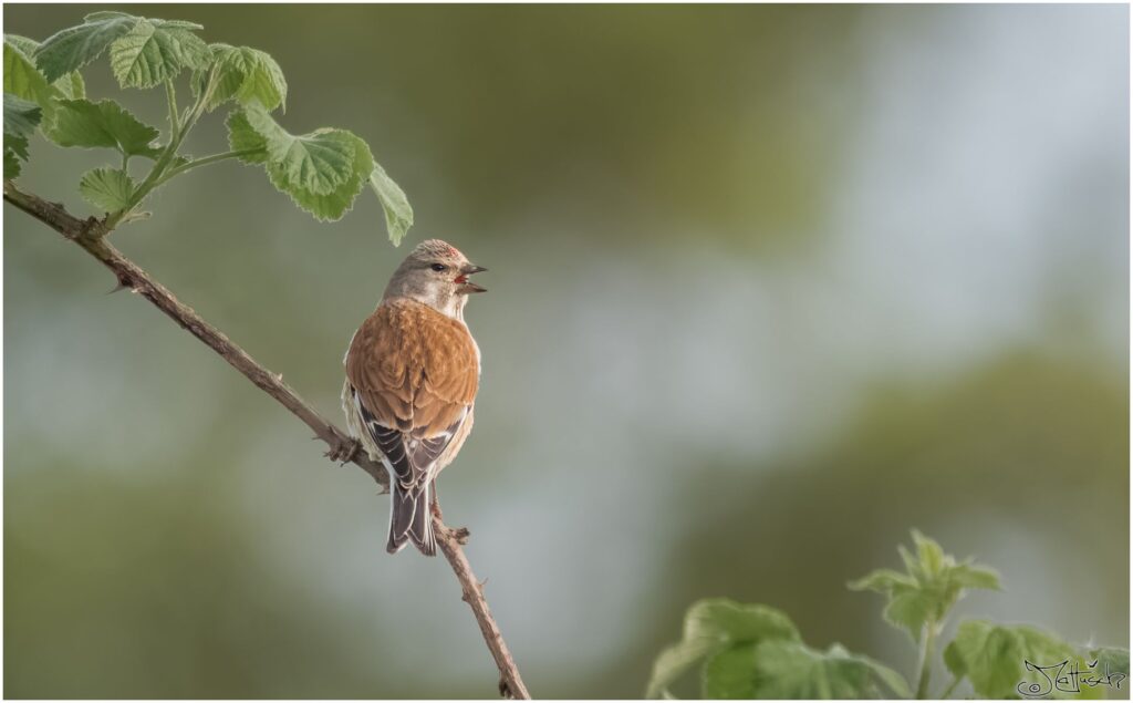 Bluthänfling: kleiner braun-grauer Vogel mit roter Brust sitzt auf einem Zweig und unterhält sich.