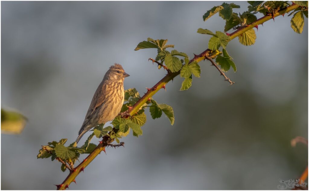 Grauammer: kleiner braun-grauer Vogel sitzt in der Abendsonne auf einem Zweig.