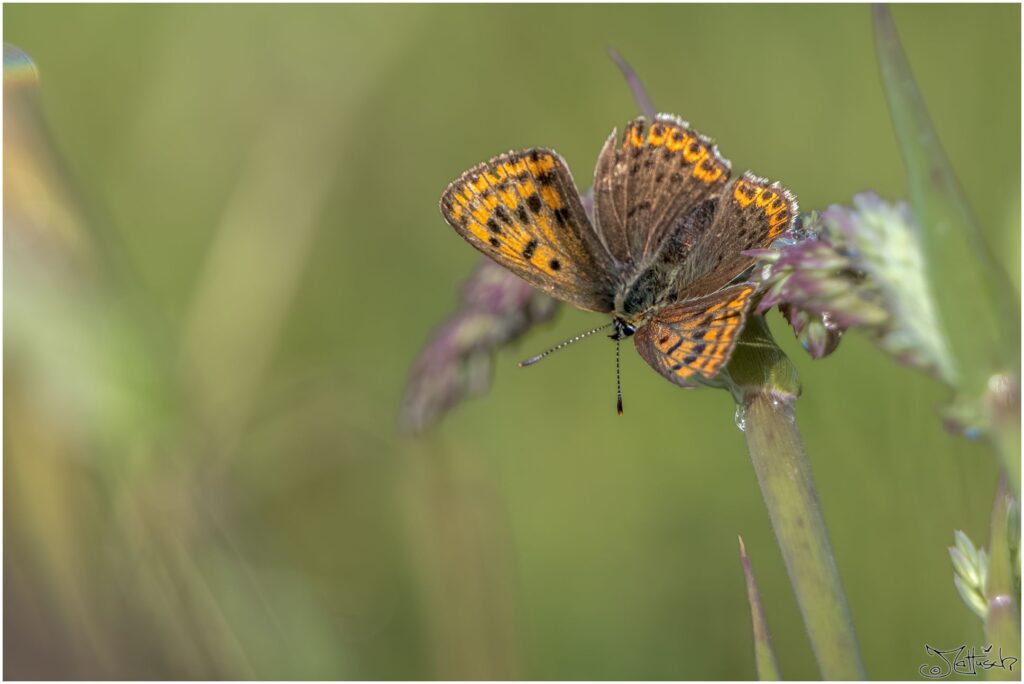 Brauner Feuerfalter: kleiner rot-brauner Schmetterling mit schwarzem Punktmuster auf Grashalm