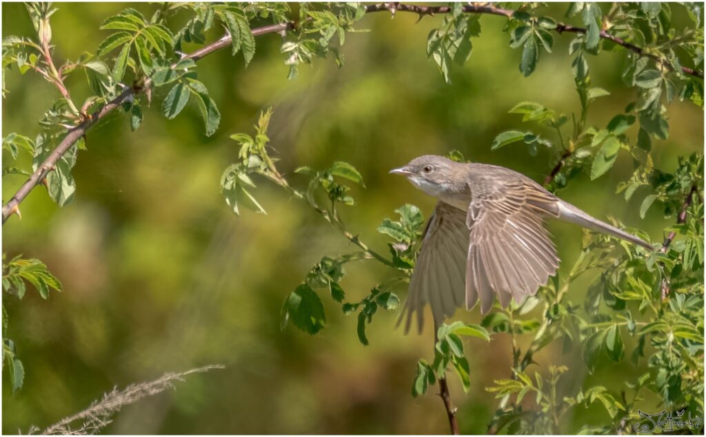 Dorngrasmücke: kleiner braun-grauer Vogel fliegt vor einem Ast vorbei.