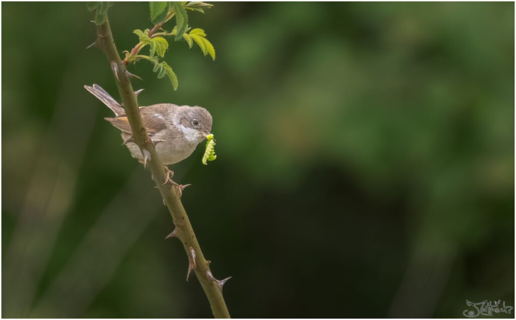 Dorngrasmücke: kleiner braun-grauer Vogel sitzt auf einem Ast mit einer grünen Raupe im Schnabel.
