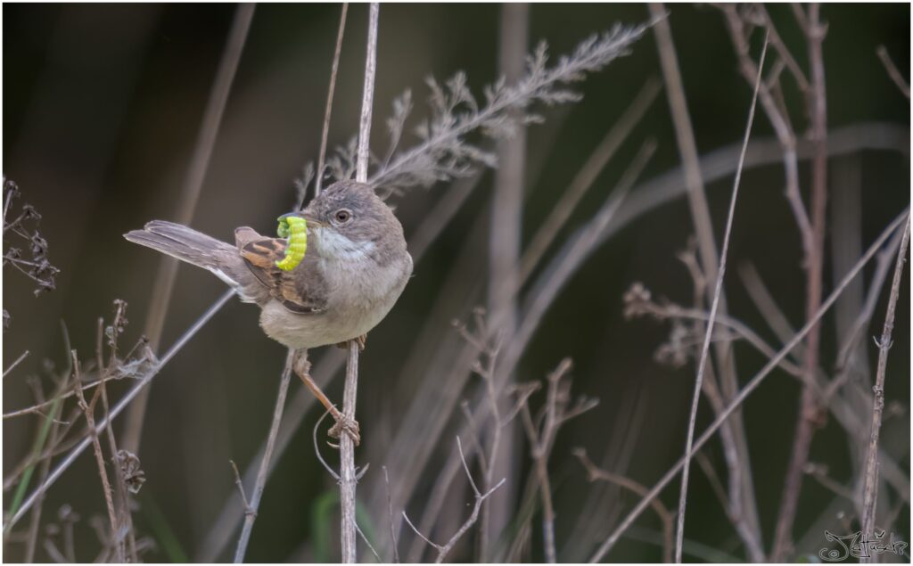 Dorngrasmücke: kleiner braun-grauer Vogel sitzt auf einem Grashalm mit einer grünen Raupe im Schnabel.