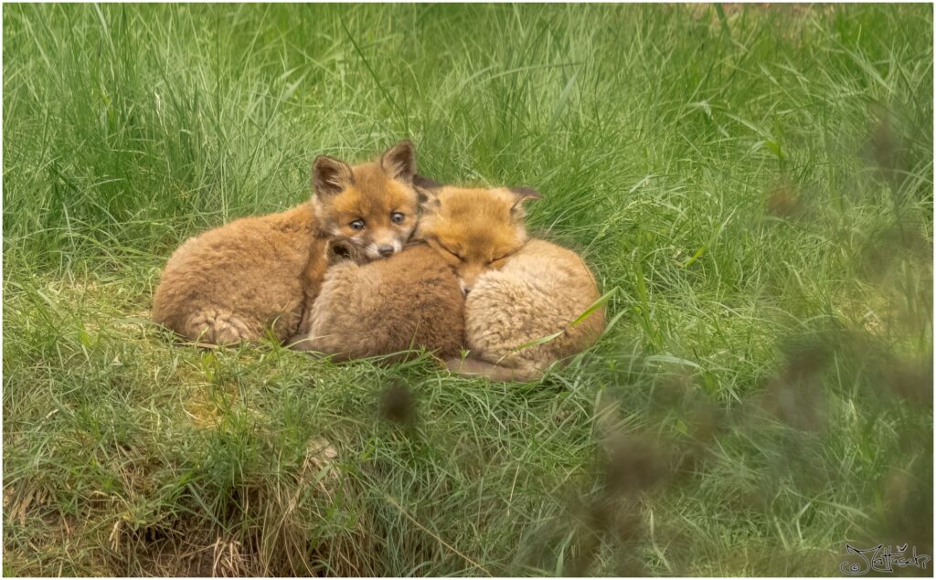 Drei kleine Fuchswelpen liegen aneinandergekuschelt im Gras. Zwei schlafen, eines schaut in Richtung Kamera.