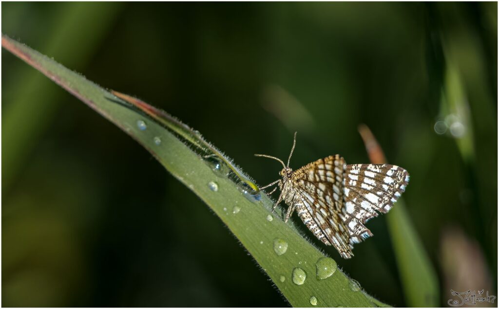 Gitterspanner: kleiner schwarz-weiß gerasterter Schmetterling auf Grashalm