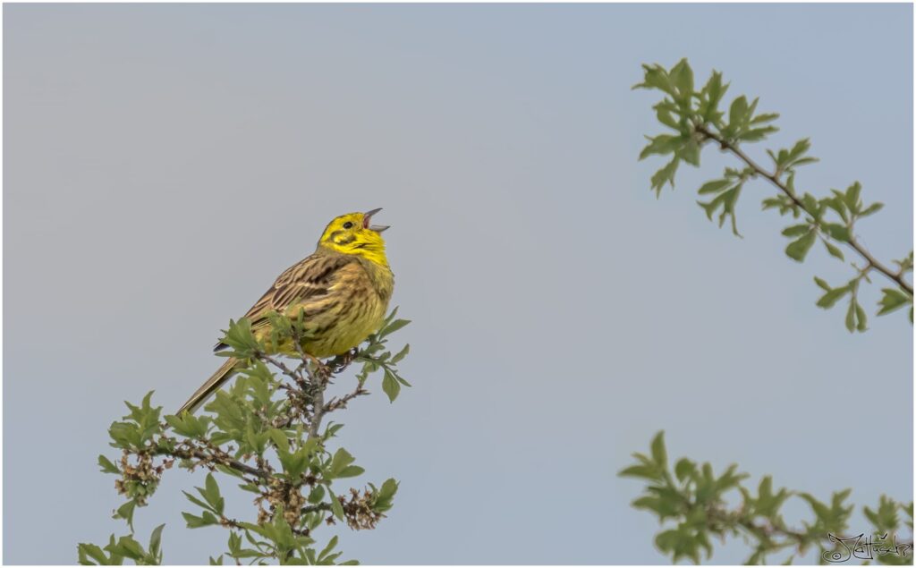 Goldammer: kleiner gelb-braun gescheckter Vogel sitzt oben auf einem Ast und singt in den Himmel.