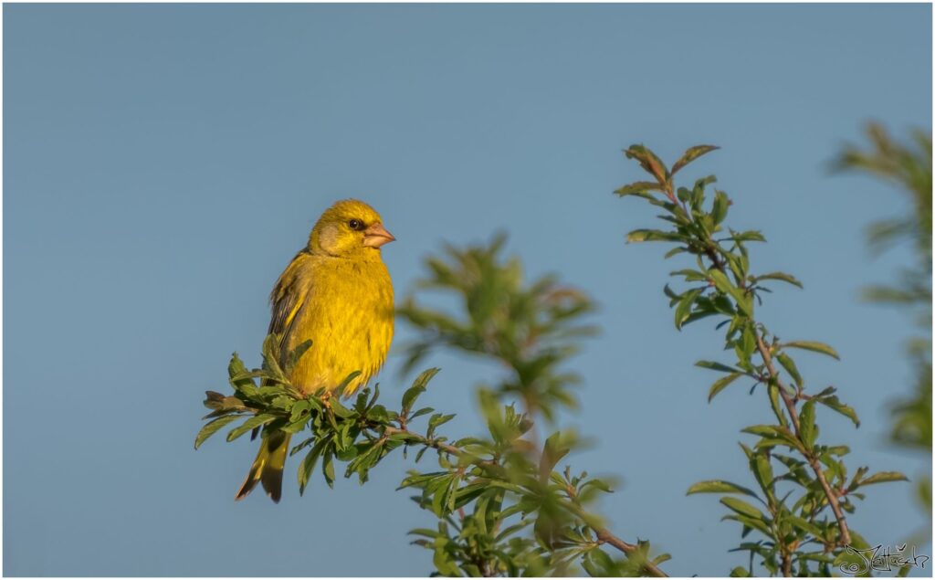 Grünfink: kleiner grün-gelber Vogel sitzt in der Abendsonne oben auf einem Ast und schaut Richtung Kamera.