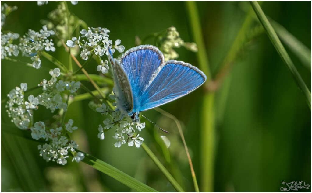 Bläuling: kleiner blauer Schmetterling auf weißer Blüte