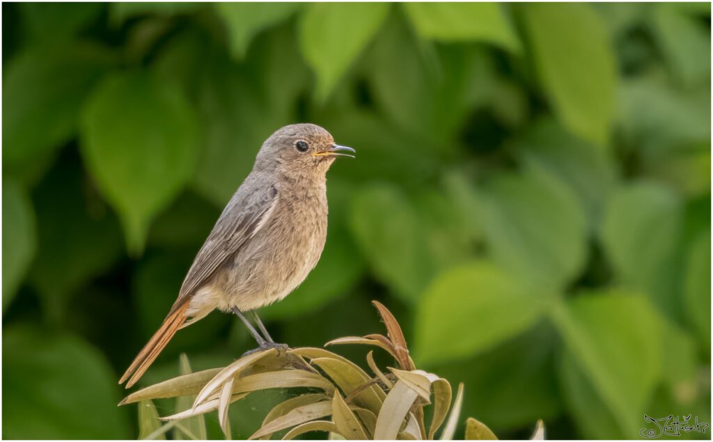 Hausrotschwanz (weiblich): kleiner grau-brauner Vogel mit rötlichem Schwanz sitzt auf einem Ast und schaut in Richtung Kamera.