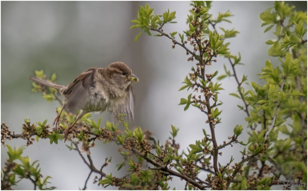 Haussperling: ein kleiner braun-grau gefärbter Vogel fliegt von einem Ast los und hat Nahrung im Schnabel.