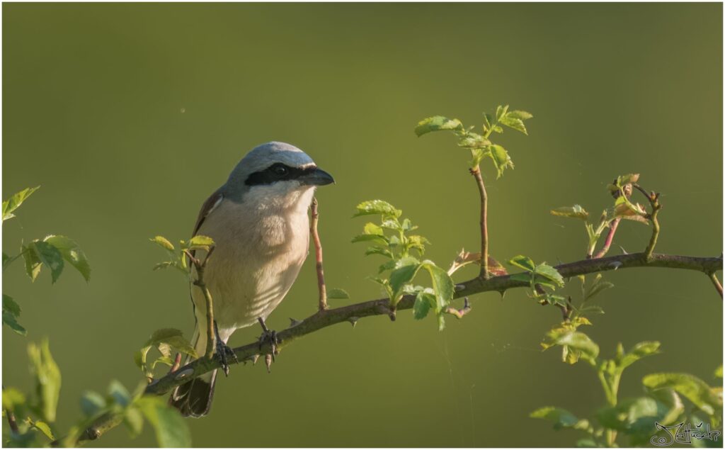 Neuntöter: ein kleiner Vogel mit schwarzer "Augenbinde" sitzt auf einem Ast in der Abendsonne.