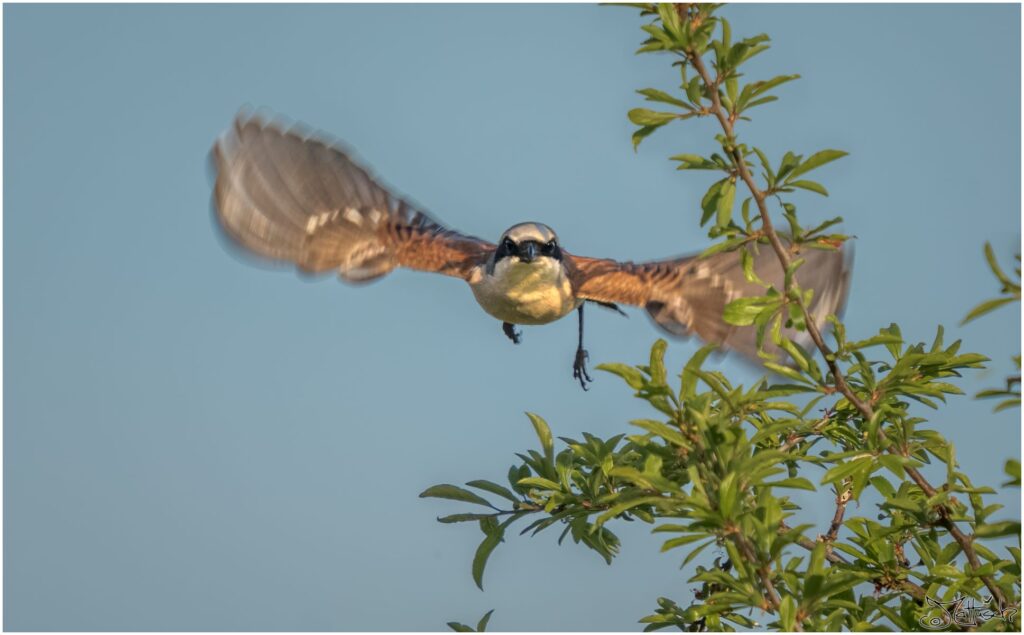 Neuntöter: ein kleiner Vogel mit schwarzer "Augenbinde" fliegt in der Abendsonne von einem Ast los.