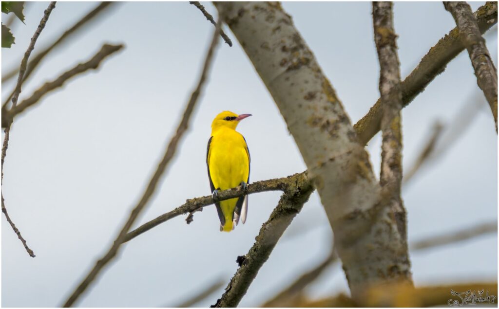 Pirol: Ein leuchten gelber mittelgroßer Vogel sitzt auf einem Ast in einer Pappel.