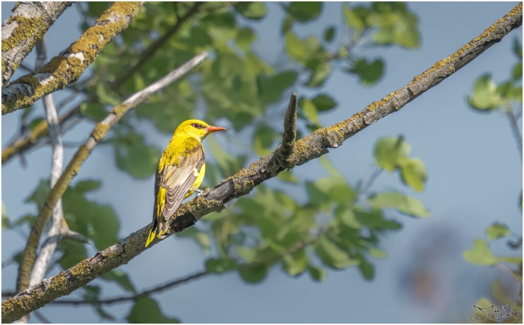 Pirol (weiblich): Ein grün-gelber mittelgroßer Vogel sitzt auf einem Ast in einer Pappel.