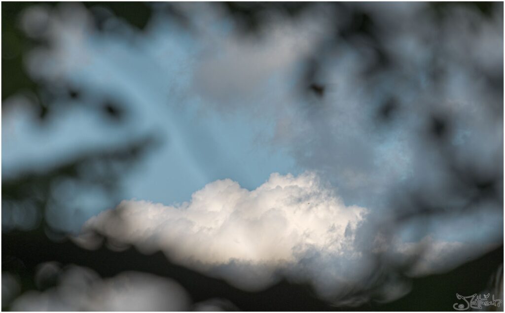 Blick auf einen Ausschnitt des Himmels mit Wolke durch Baumäste