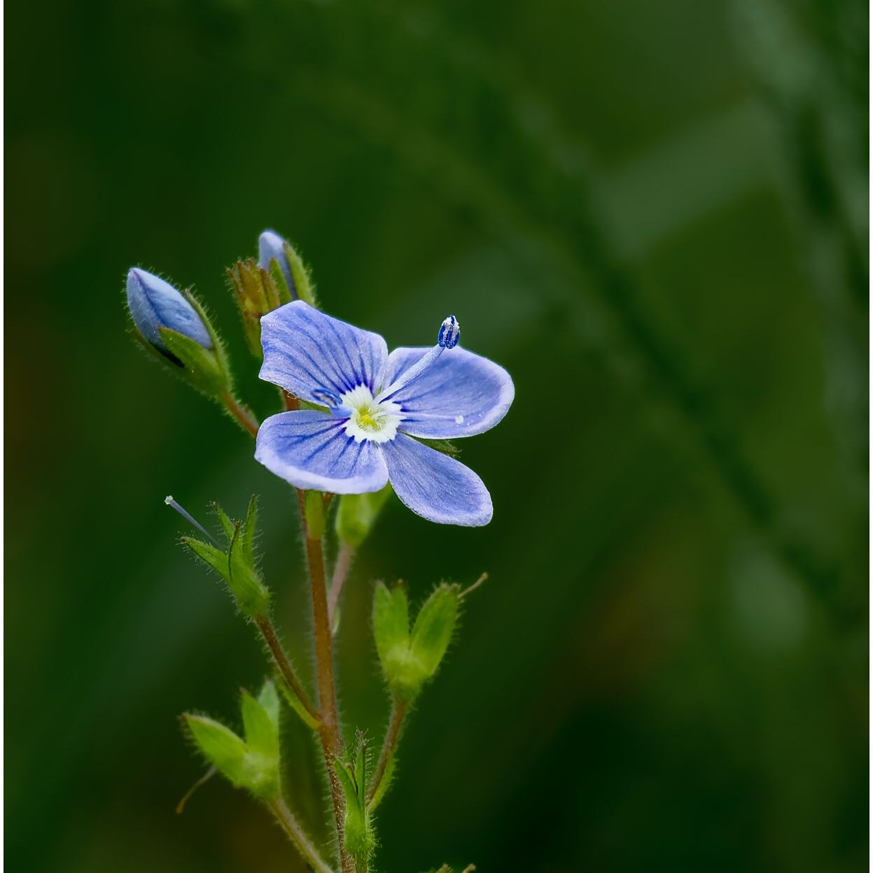 Ehrenpreis: kleines blaues Blümchen vor dunkelgrünem Hintergrund