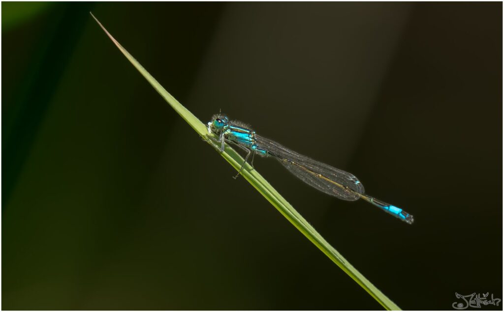 Grosse Pechlibelle: Blaue Libelle auf Schilfblatt