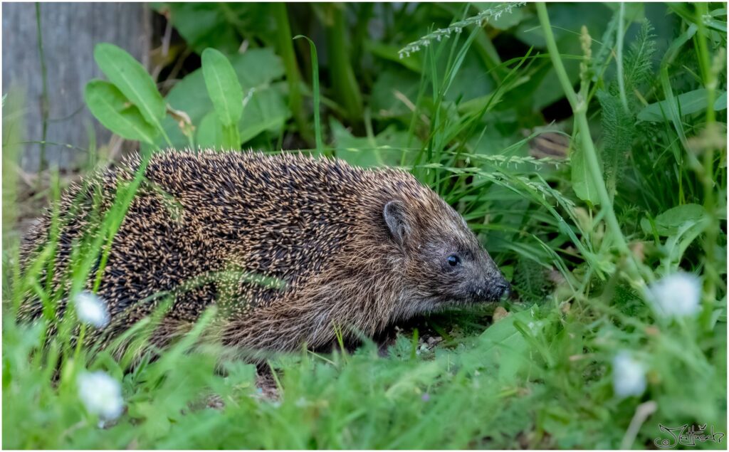 Igel im Gras