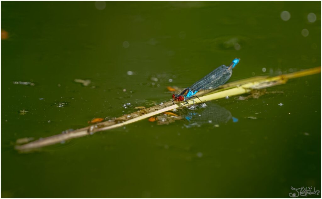 Kleines Granatauge: kleine blaue Libelle mit roten Augen auf Blatt auf einem Teich.