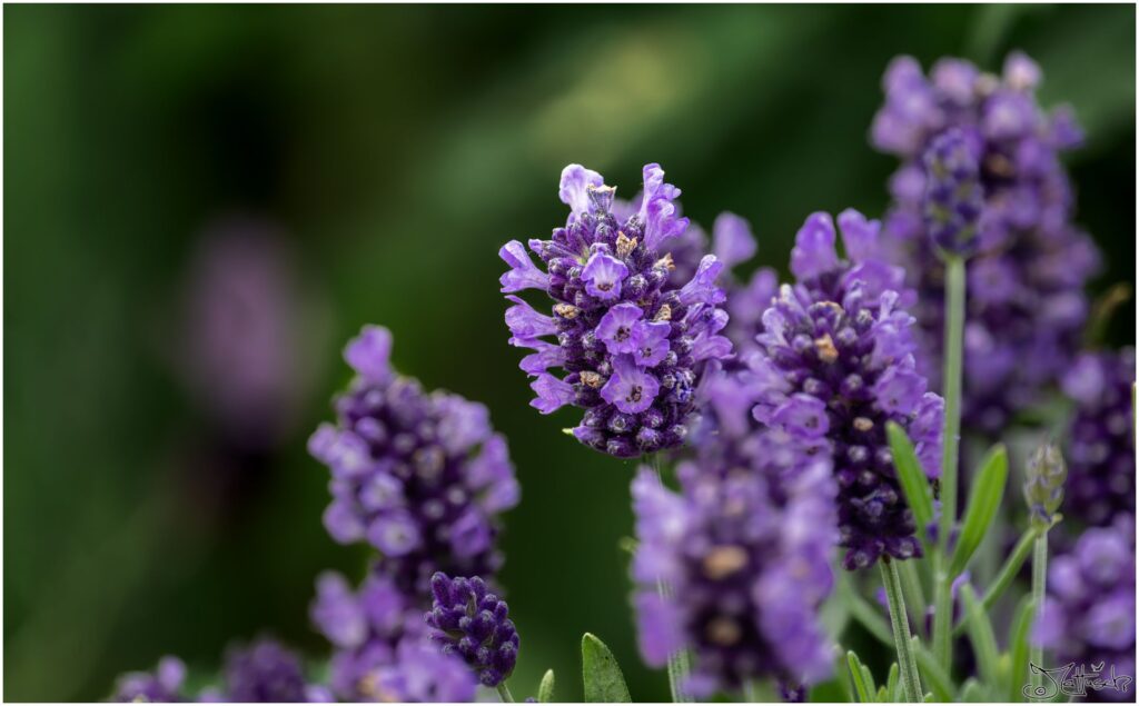 Lavendel: kleine violette Blütenstauden in Großaufnahme