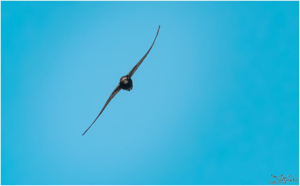 Mauersegler: braun-weisser Vogel vor blauem Himmel.
