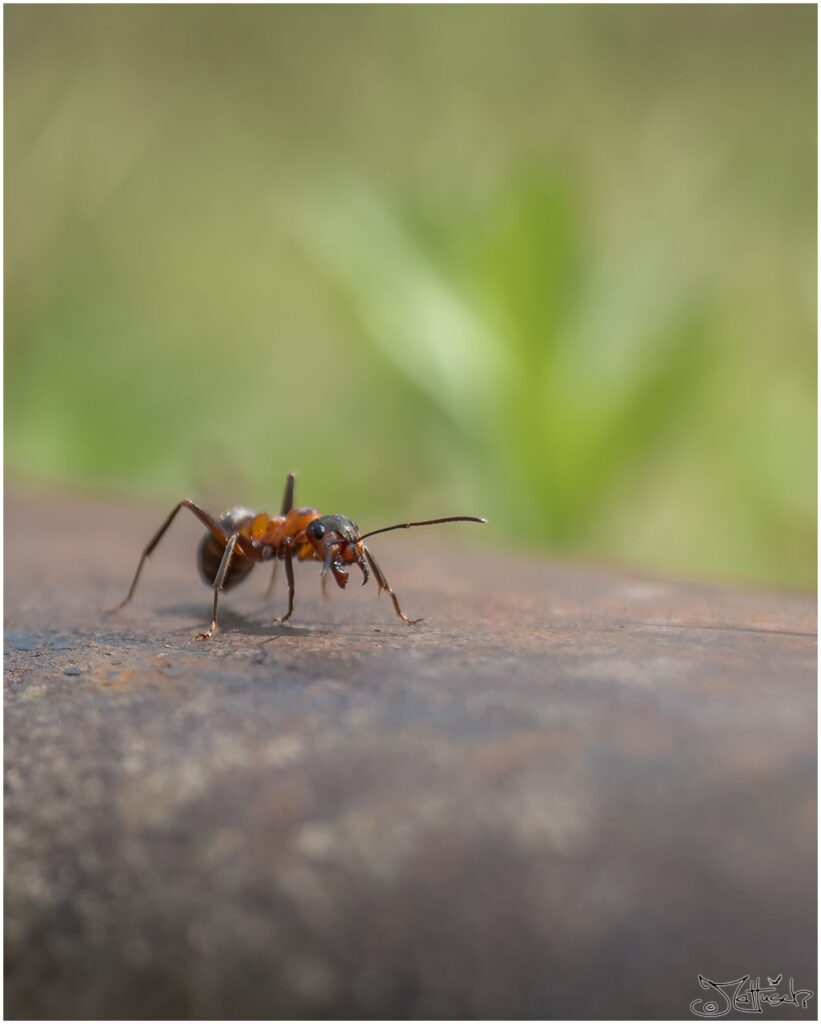 Rote Waldameise auf einem Gleis
