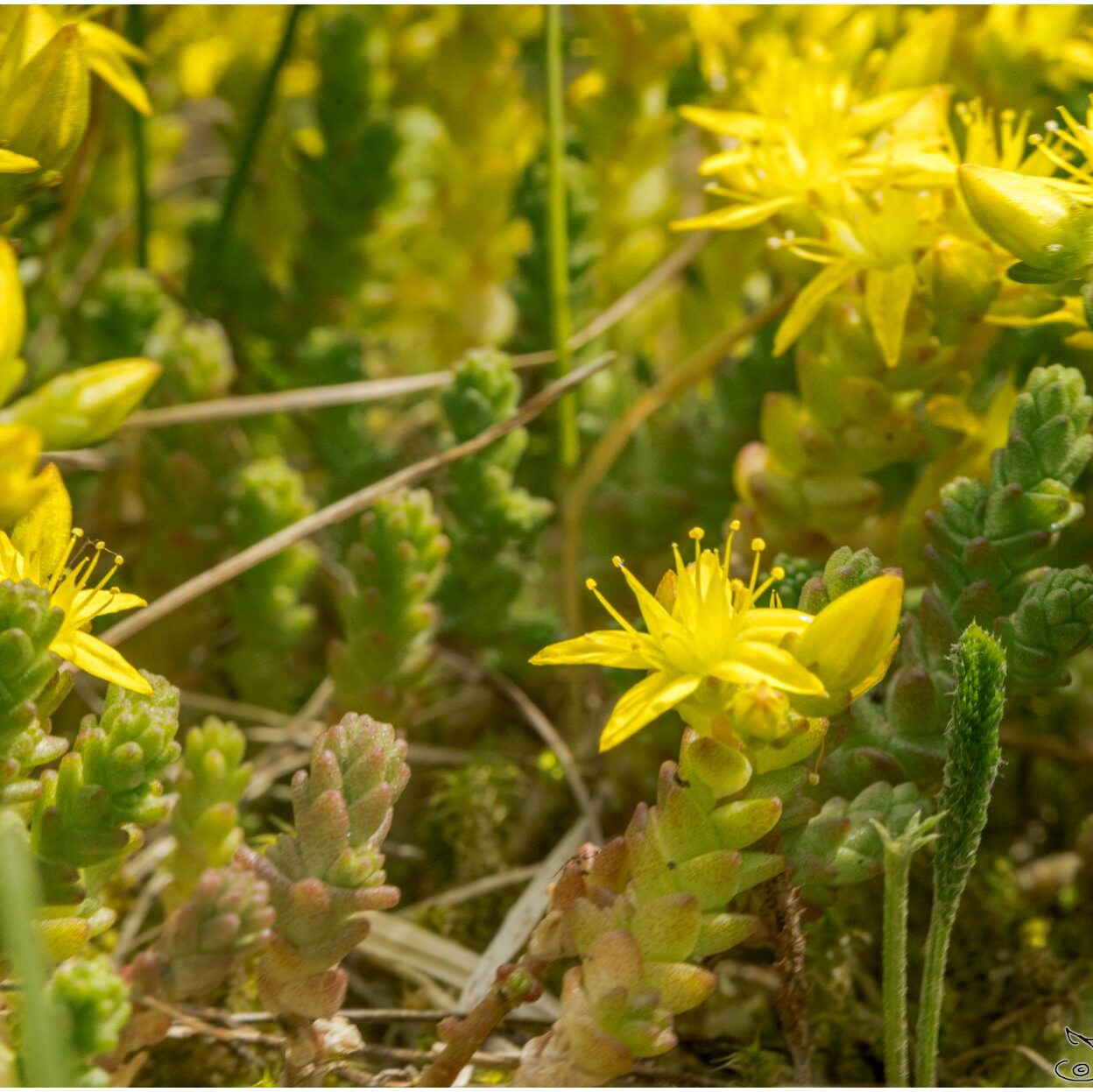 Scharfer Mauerpfeffer: Kleine gelbe Blümchen in Großaufnahme