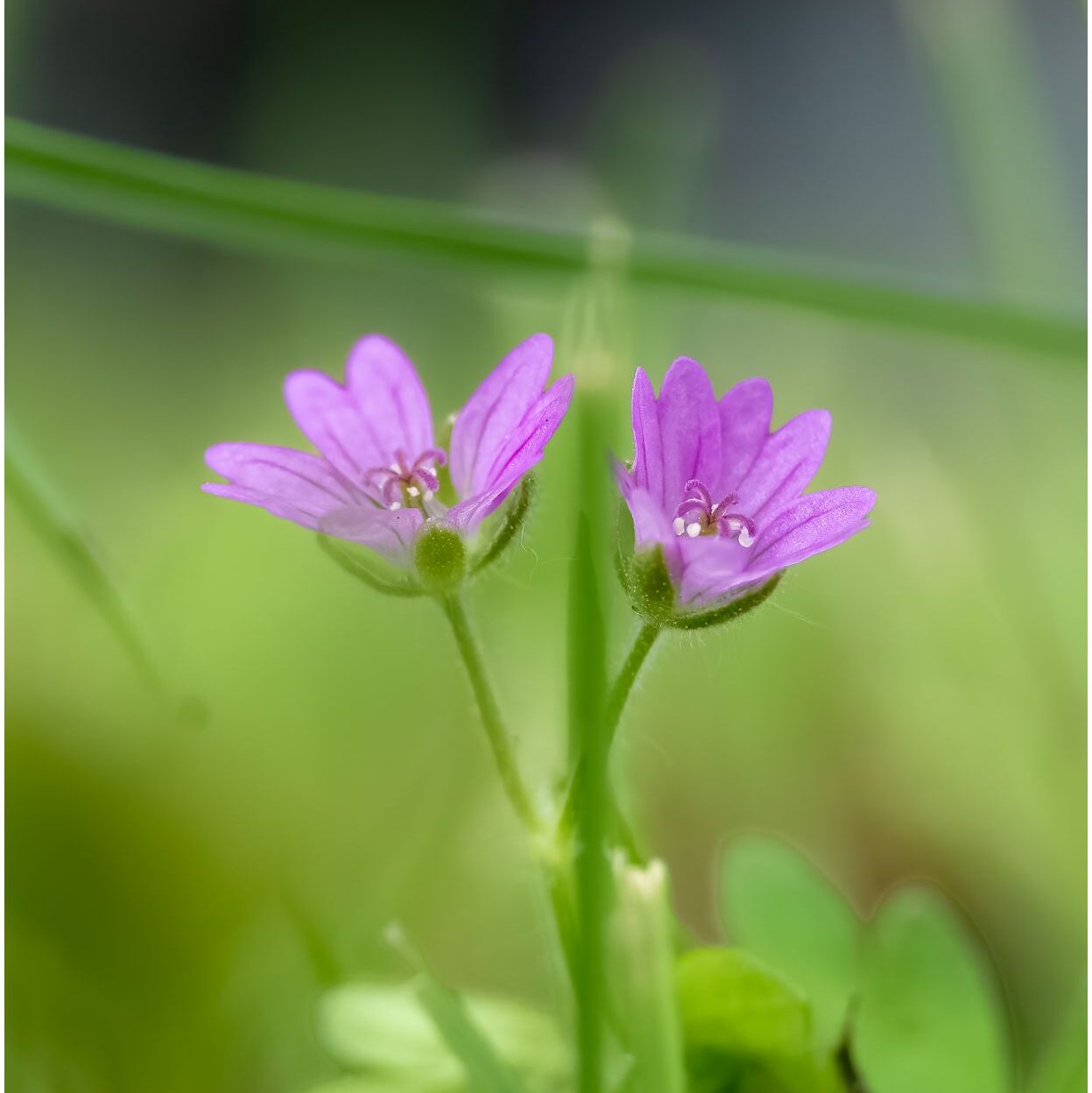 Kleines hellviolettes Blümchen vor hellgrünem Hintergrund