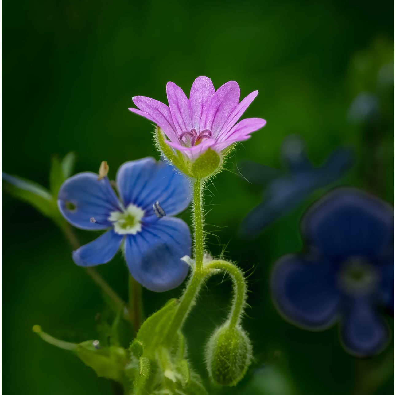Kleines blaues und kleines hellviolettes Blümchen vor dunkelgrünem Hintergrund