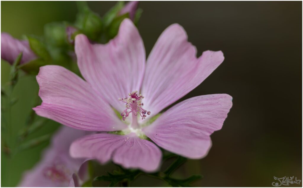 Wilde Malve: rosa Blüte in Großaufnahme
