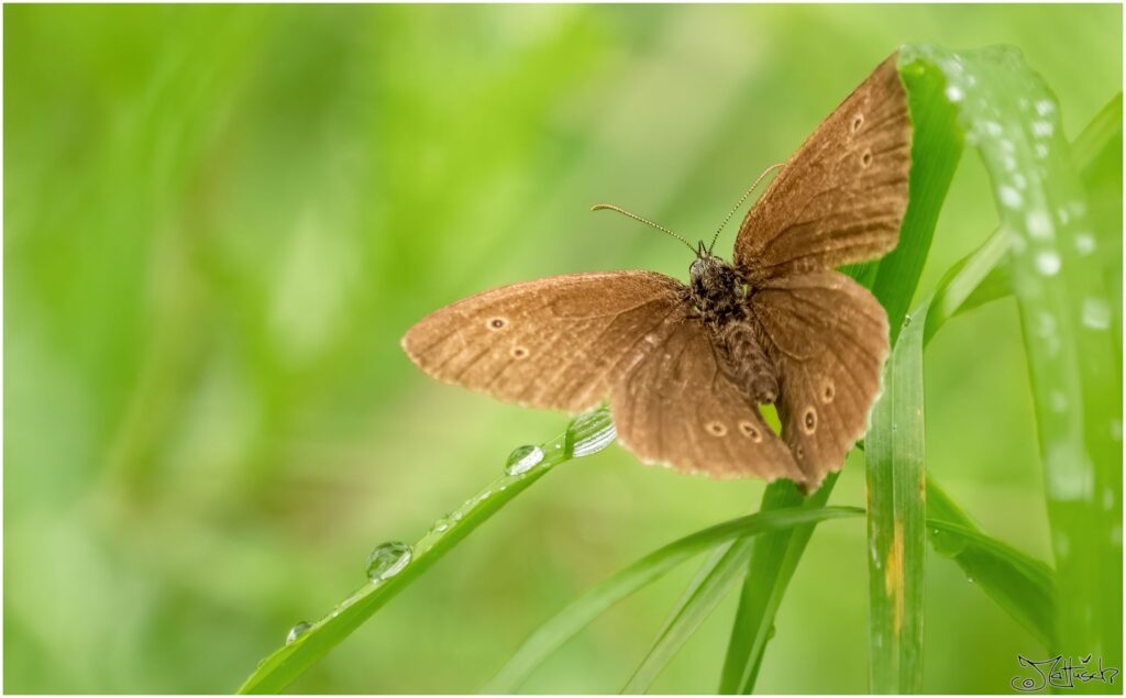 Kleiner Brauner Schmetterling mit dunkelbraunen Punkten auf einem Grashalm