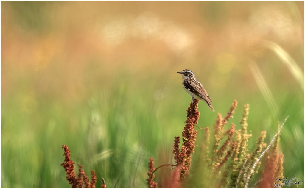 Braunkehlchen: kleiner braun, schwarz und weiß gefärbter Vogel sitzt auf einer Blüte im Mittagsflimmern