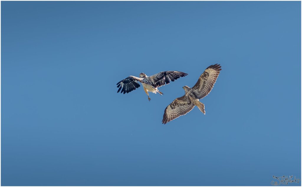 Zwei Bussarde im Luftkampf vor blauem Himmel verstrickt
