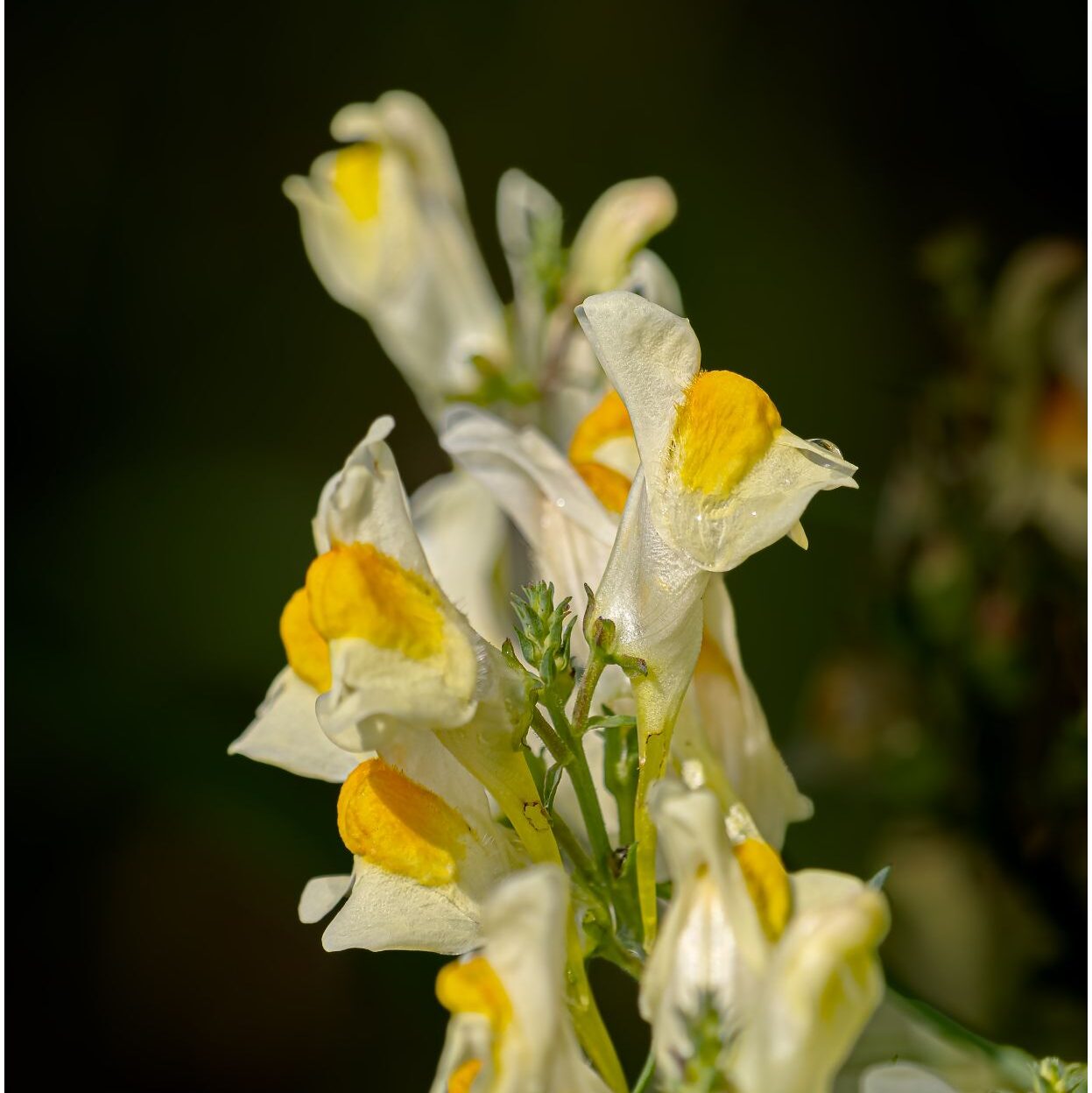Weiß-gelbe Blütenstaude vor fast schwarzem Hintergrund