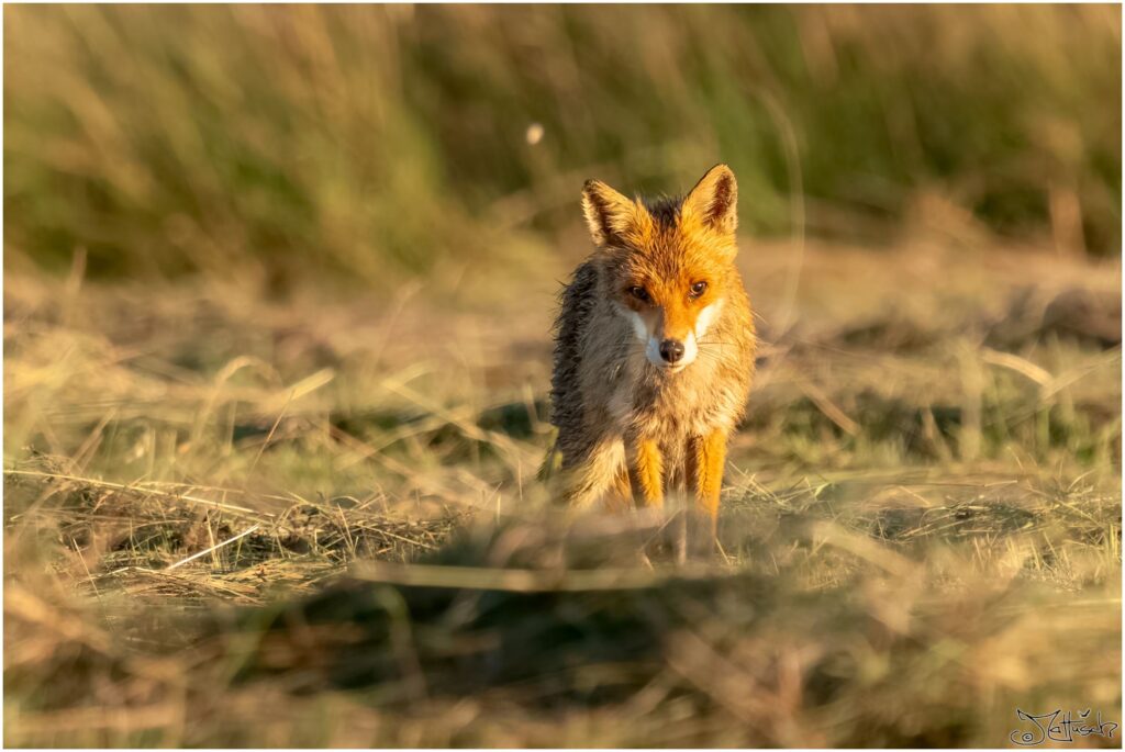 Fuchs auf frisch gemähter Wiese im Morgenlicht schaut in die Kamera