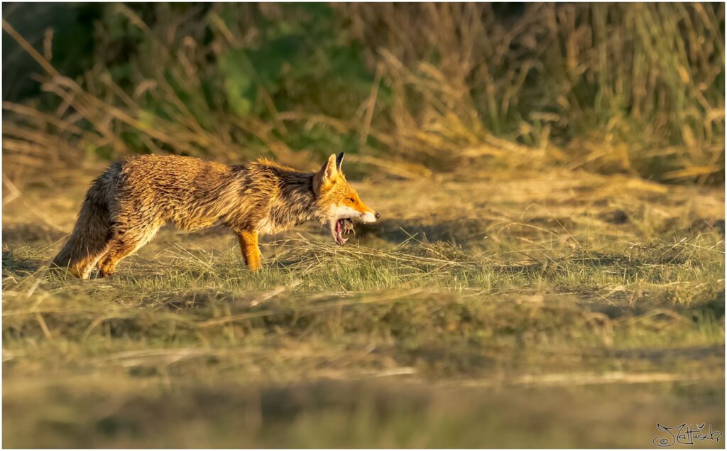 Fuchs auf frisch gemähter Wiese im Morgenlicht isst eine Maus