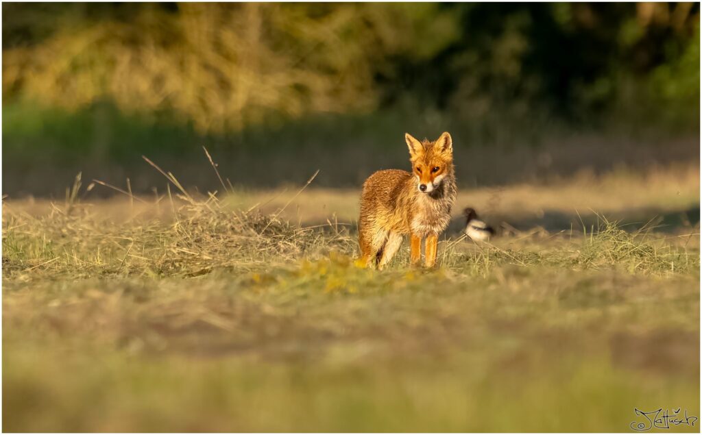 Fuchs auf frisch gemähter Wiese im Morgenlicht schaut in die Weite