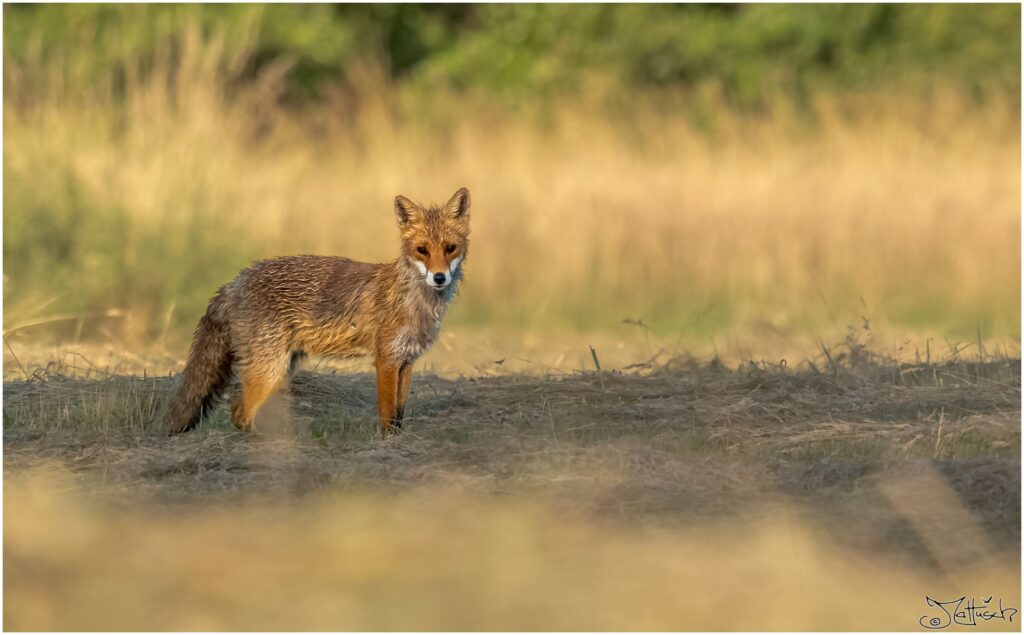 Fuchs auf frisch gemähter Wiese im Morgenlicht schaut in die Kamera