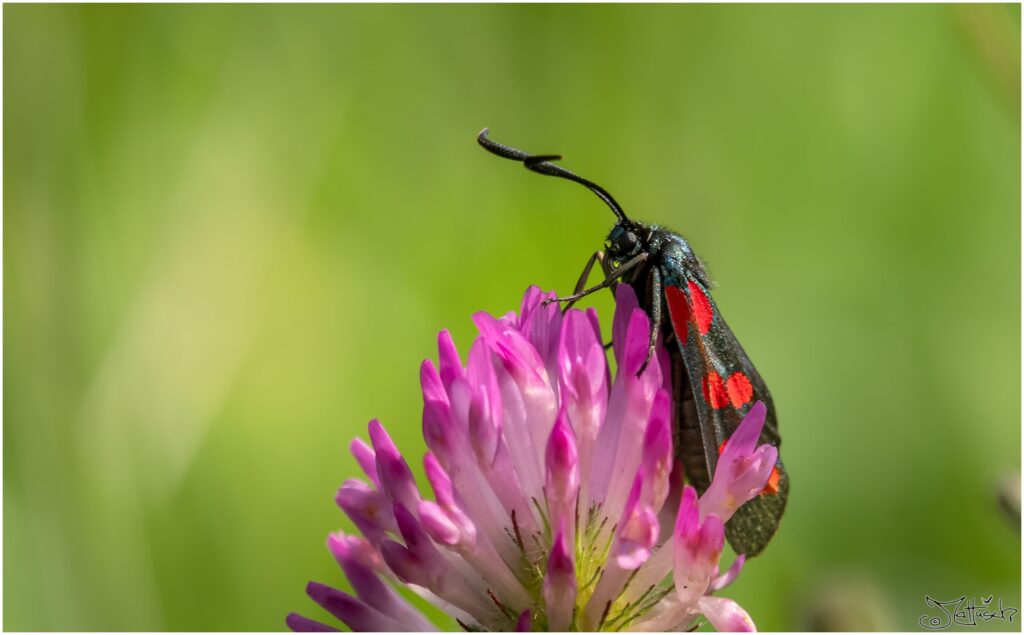 kleiner schwarzer Schmetterling mit roten Punkten auf einer violetten Blüte