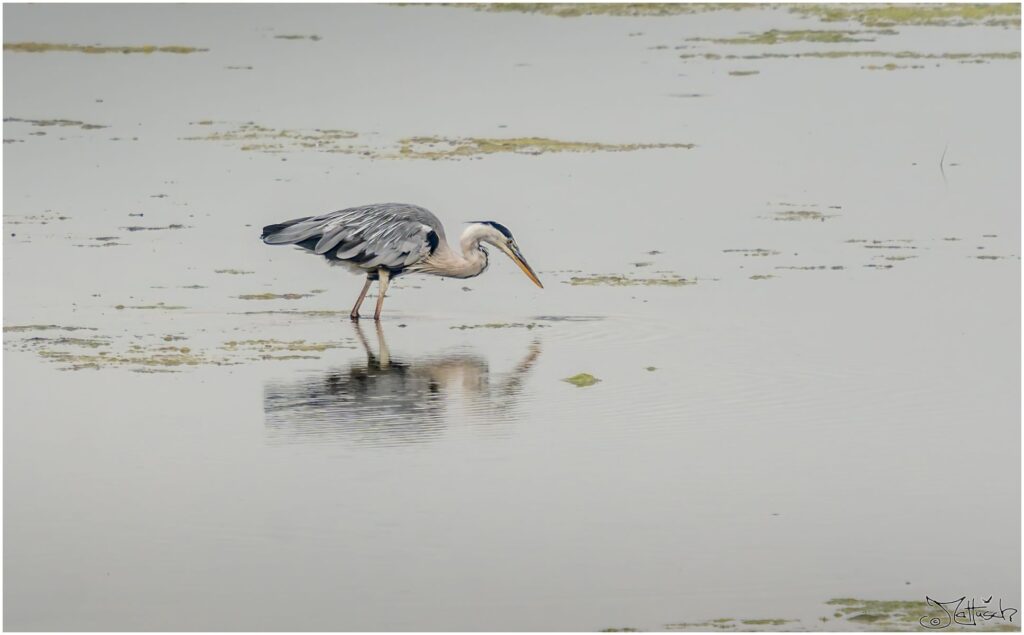 Großer grau-weißer Vogel sucht nach Essen in einem Teich