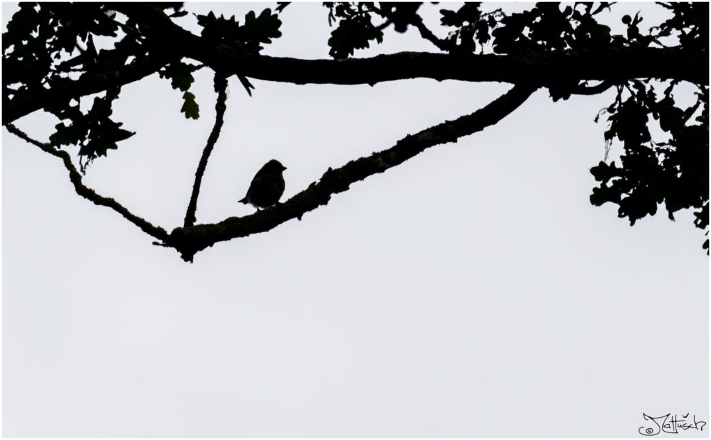 Kleiner brauner Vogel sitzt auf einem Eichenast in Silouettenansicht